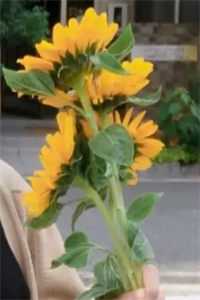 他名花有主